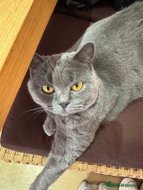 British Shorthair cats British Short hair Female to be rehoused in London - Advert 3