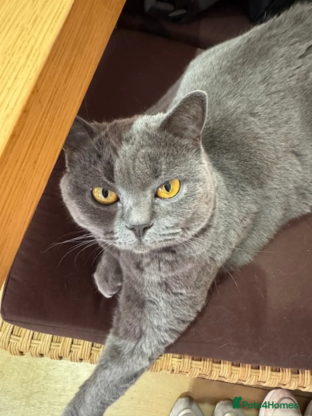 British Shorthair cats for sale: British Short hair Female to be rehoused - Advert 1