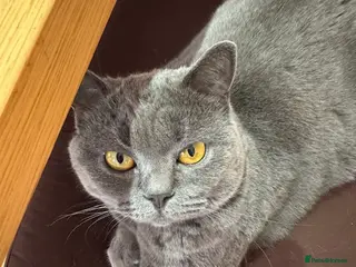 British Shorthair cats British Short hair Female to be rehoused in London - Advert 3