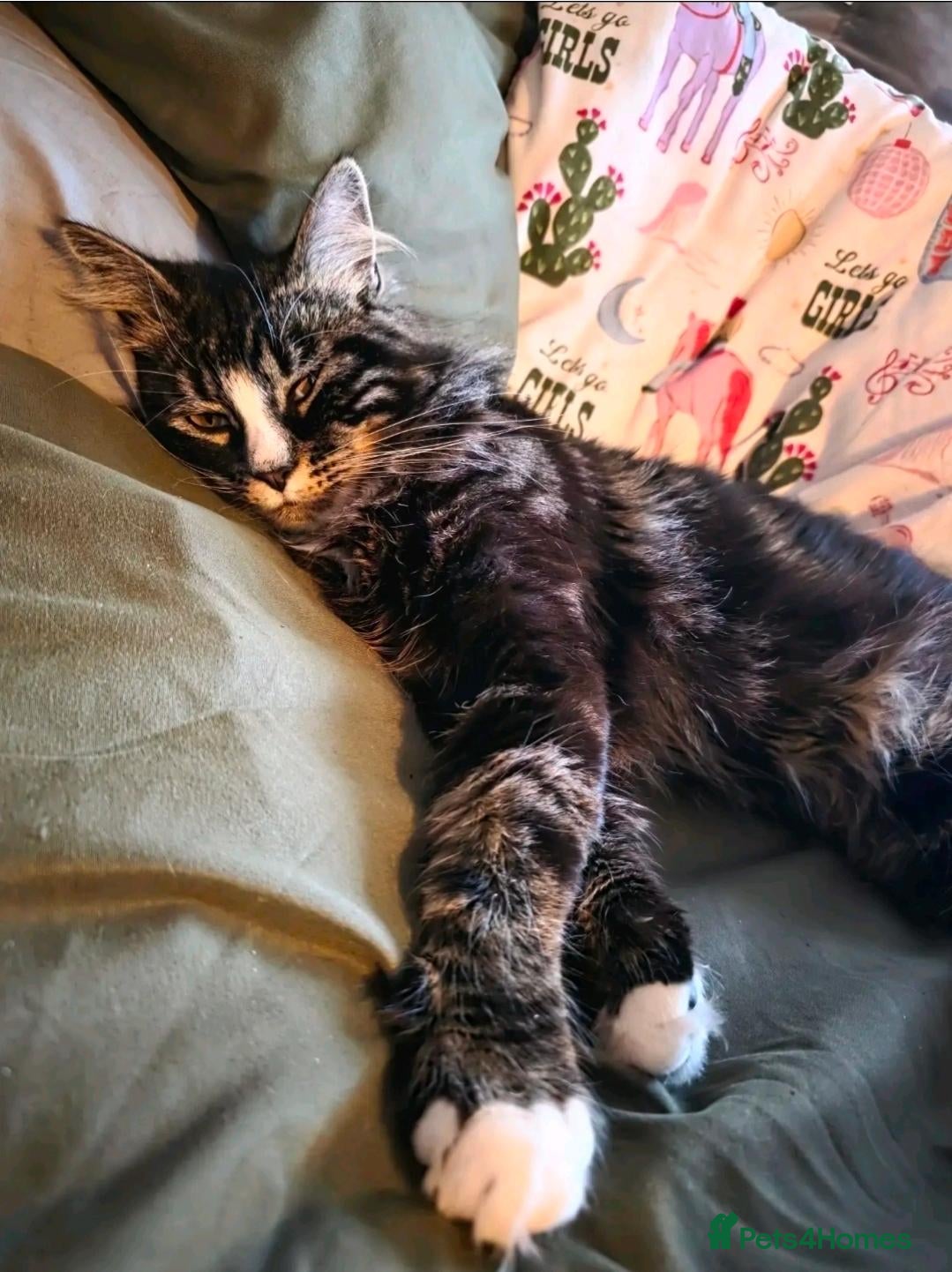 Mixed Breed cats 3 Mainecoon Mix Kittens  - Advert 2