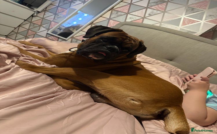 Boxer dogs - Advert 16