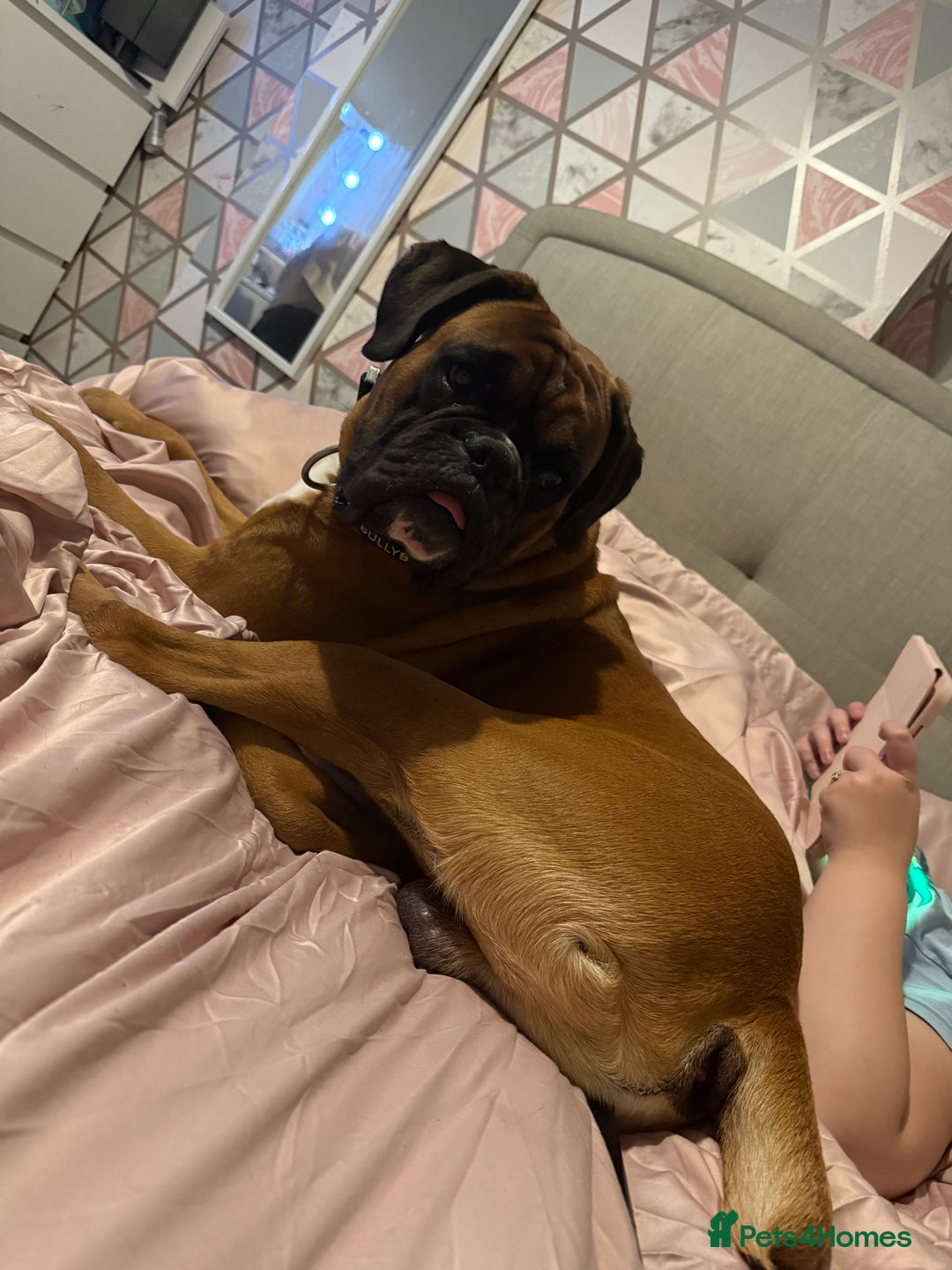 Boxer dogs for stud: Proven stud amazing temperament & health tested - Image 1