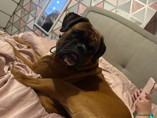 Boxer dogs - Advert 10