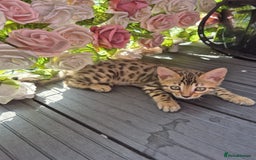 Bengal cats for sale:  🐾Four Beautiful Bengal Kittens🐾 - Image 3