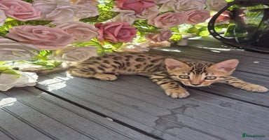 Bengal cats - Advert 6