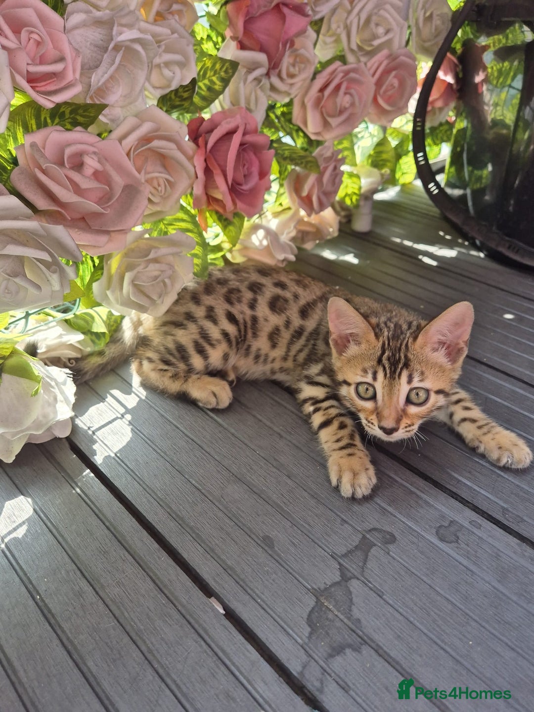 Bengal cats for sale:  🐾Four Beautiful Bengal Kittens🐾 - Image 3