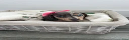 Dachshund dogs for sale: 5 beautiful dachshund puppies  in Bury - Advert 12