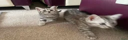 British Shorthair cats for sale: British Blue Shorthair Silver Tabby kittens - Advert 16