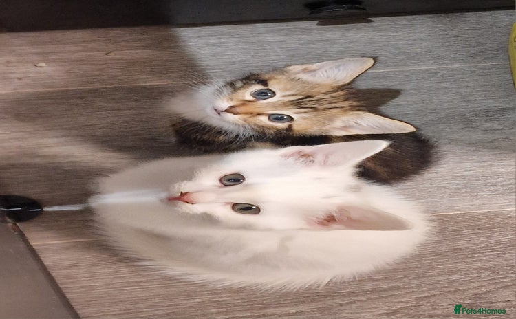 Mixed Breed cats - Advert 3