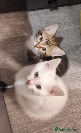 Mixed Breed cats - Advert 2