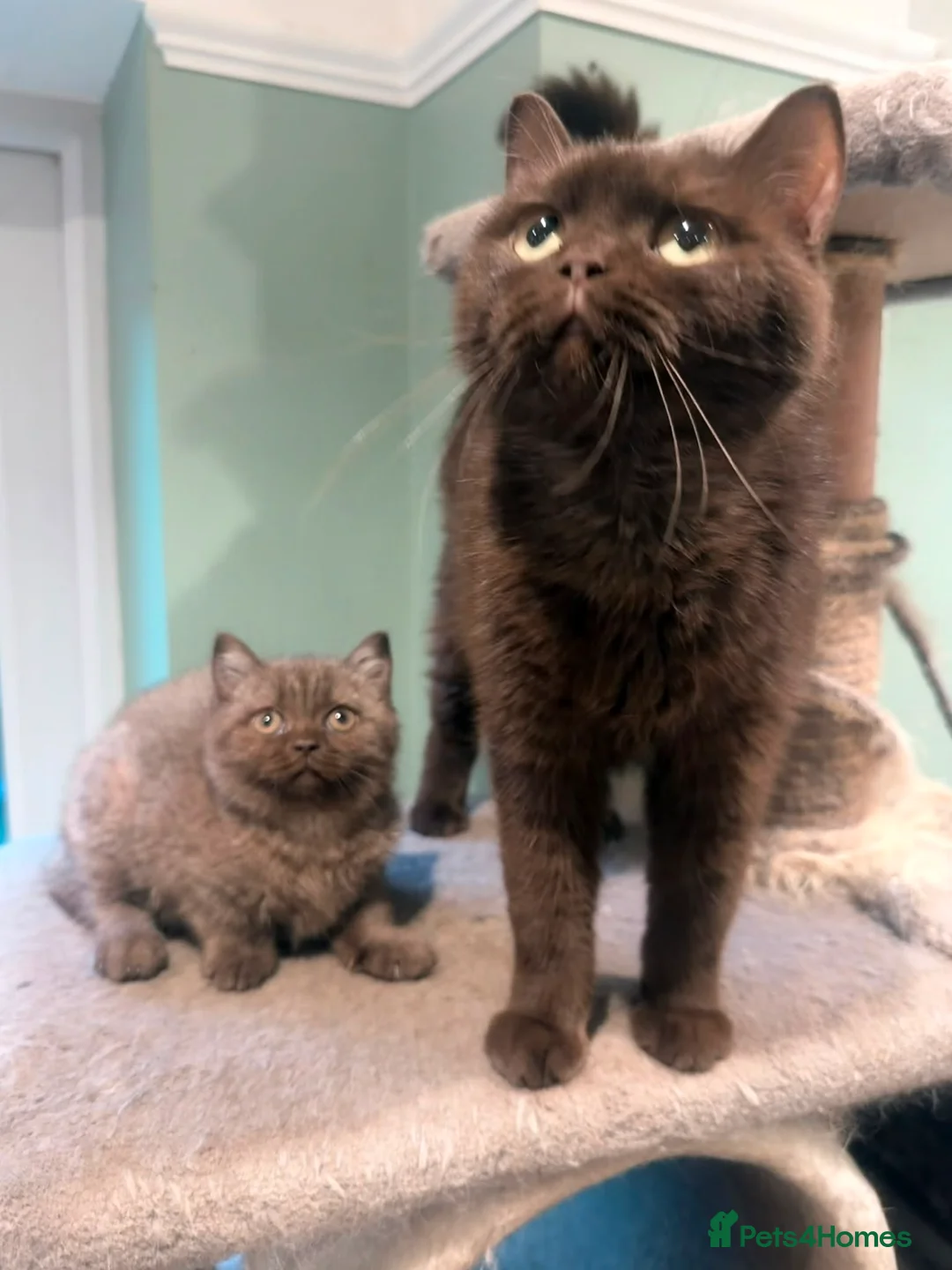 British Shorthair cats for sale:    Chocolate British short hair kitten in Heathfield - Advert 1