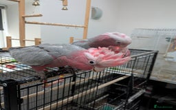 Cockatoo birds for sale: Galah cockatoos boy&girl available silly tamed - Image 1