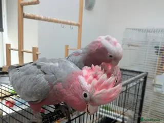 Cockatoo birds Galah cockatoos 1 boy silly tamed UK delivery - Advert 9
