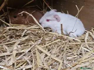 Guinea Pig rodents Guinea pigs need good homes only - Advert 1