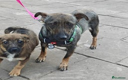 Mixed Breed dogs for adoption: 💖🐶 MALVA 🐶💖 - Image 3