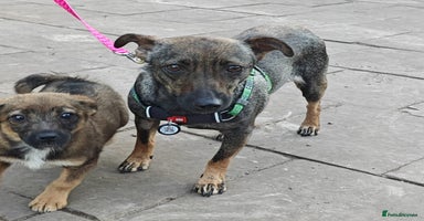 Mixed Breed dogs - Advert 6