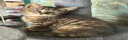 Mixed Breed cats for sale: Beautiful tabby female available  - Advert 6