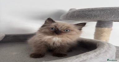 Ragdoll cats - Advert 7