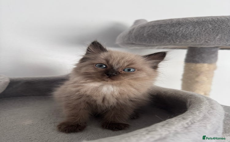 Ragdoll cats - Advert 9
