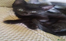 Mixed Breed cats for sale: Kittens * Just one black female now * - Image 4