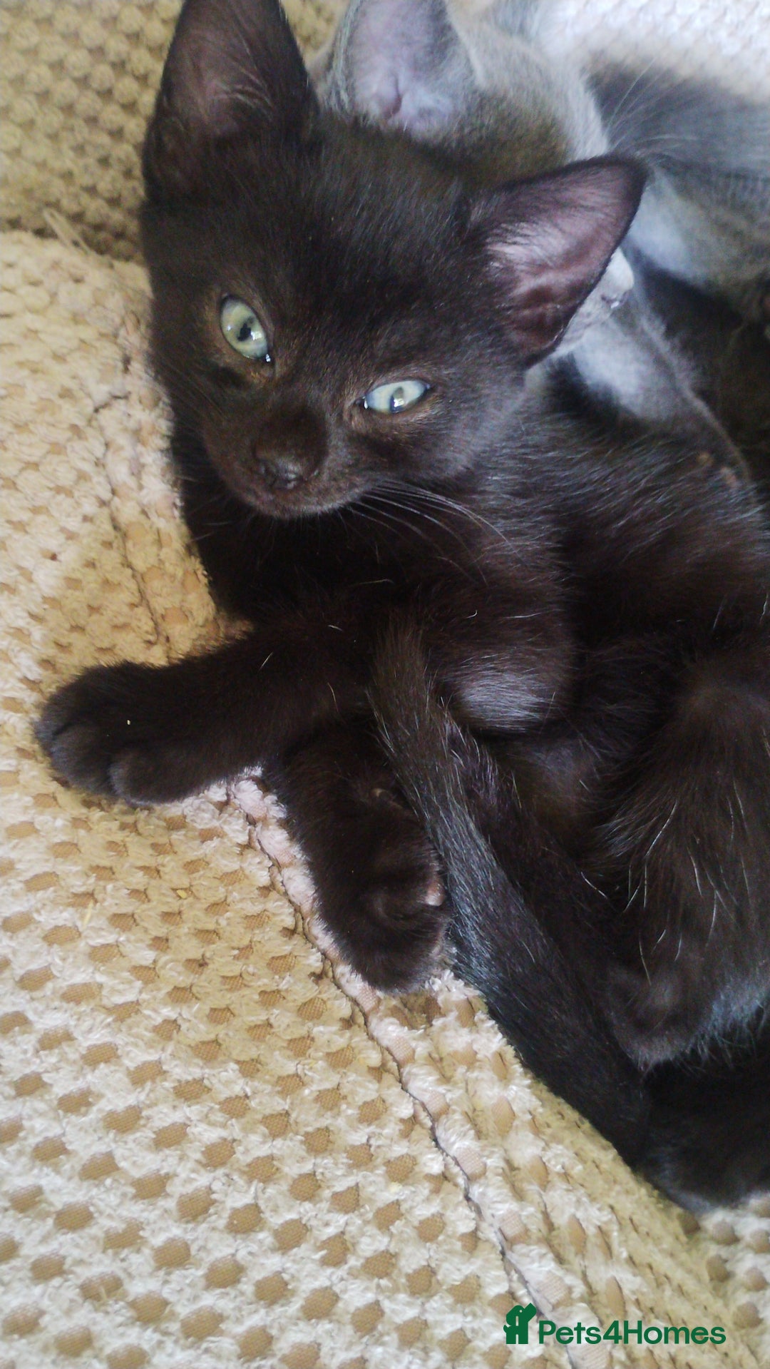 Mixed Breed cats for sale: Kittens * Just one black female now * - Image 4