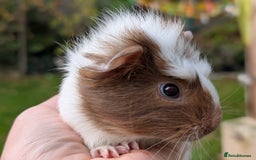 Guinea Pig rodents for sale: Gorgeous guinea pig pups - Image 2