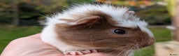 Guinea Pig rodents for sale: Gorgeous guinea pig pups - Advert 2