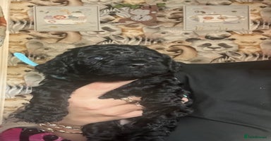 Cockapoo dogs - Advert 14