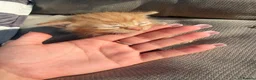 Mixed Breed cats for sale: 4 beautiful kittens for sale - Advert 6
