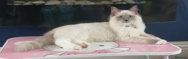 Ragdoll 1