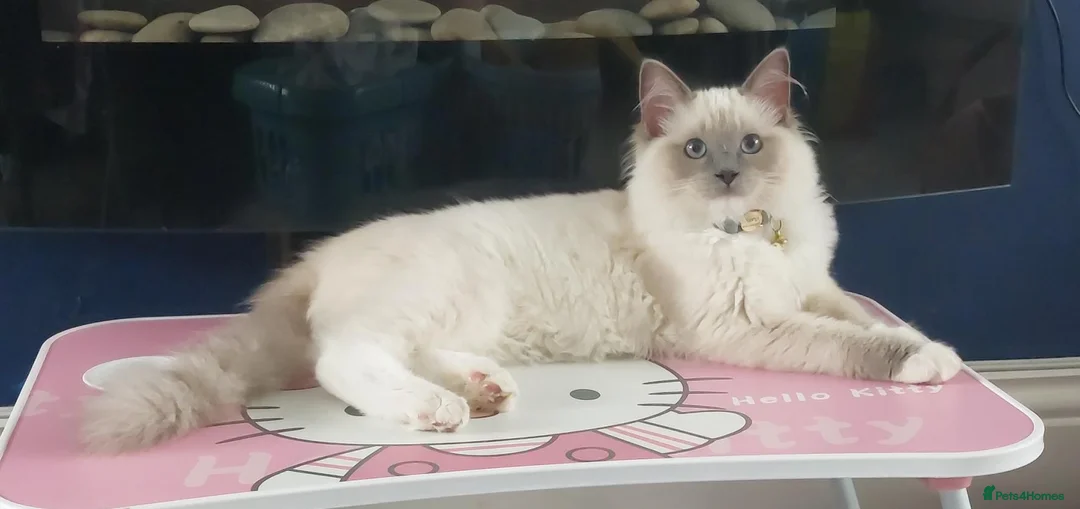 Ragdoll cats for sale: Ragdoll kitten  - Advert 2