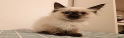 Ragdoll cats for sale: Beautiful Seal Point Ragdoll Kittens – for sale - Advert 14