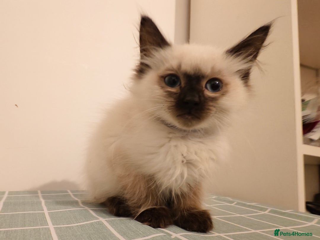 Ragdoll cats for sale: Beautiful Seal Point Ragdoll Kittens – for sale - Advert 14
