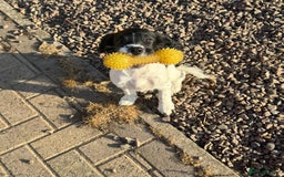 English Springer Spaniel dogs for sale: Liver and white English springer spaniel  - Image 2