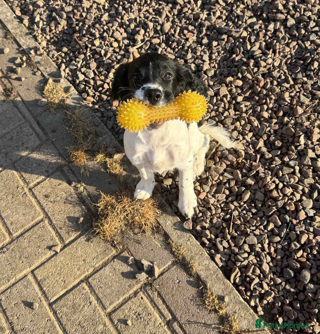English Springer Spaniel dogs for sale: Liver and white English springer spaniel  - Image 2