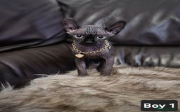 Sphynx cats for sale: 🌟 Sphynx Kittens – 5 Friendly Boys Ready Soon! 🌟 - Image 25
