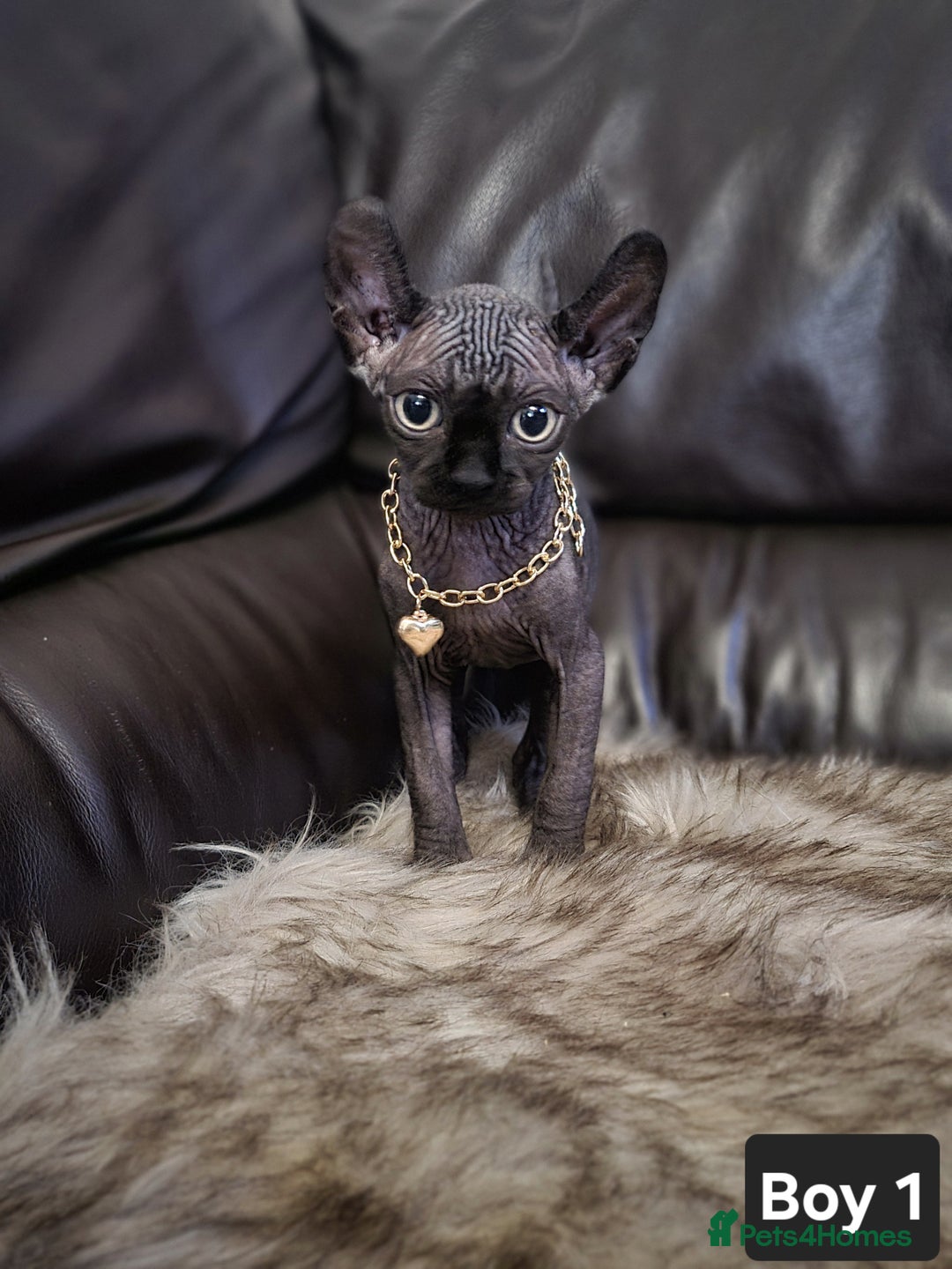 Sphynx cats for sale: 🌟 Sphynx Kittens – 5 Friendly Boys Ready Soon! 🌟 - Image 25