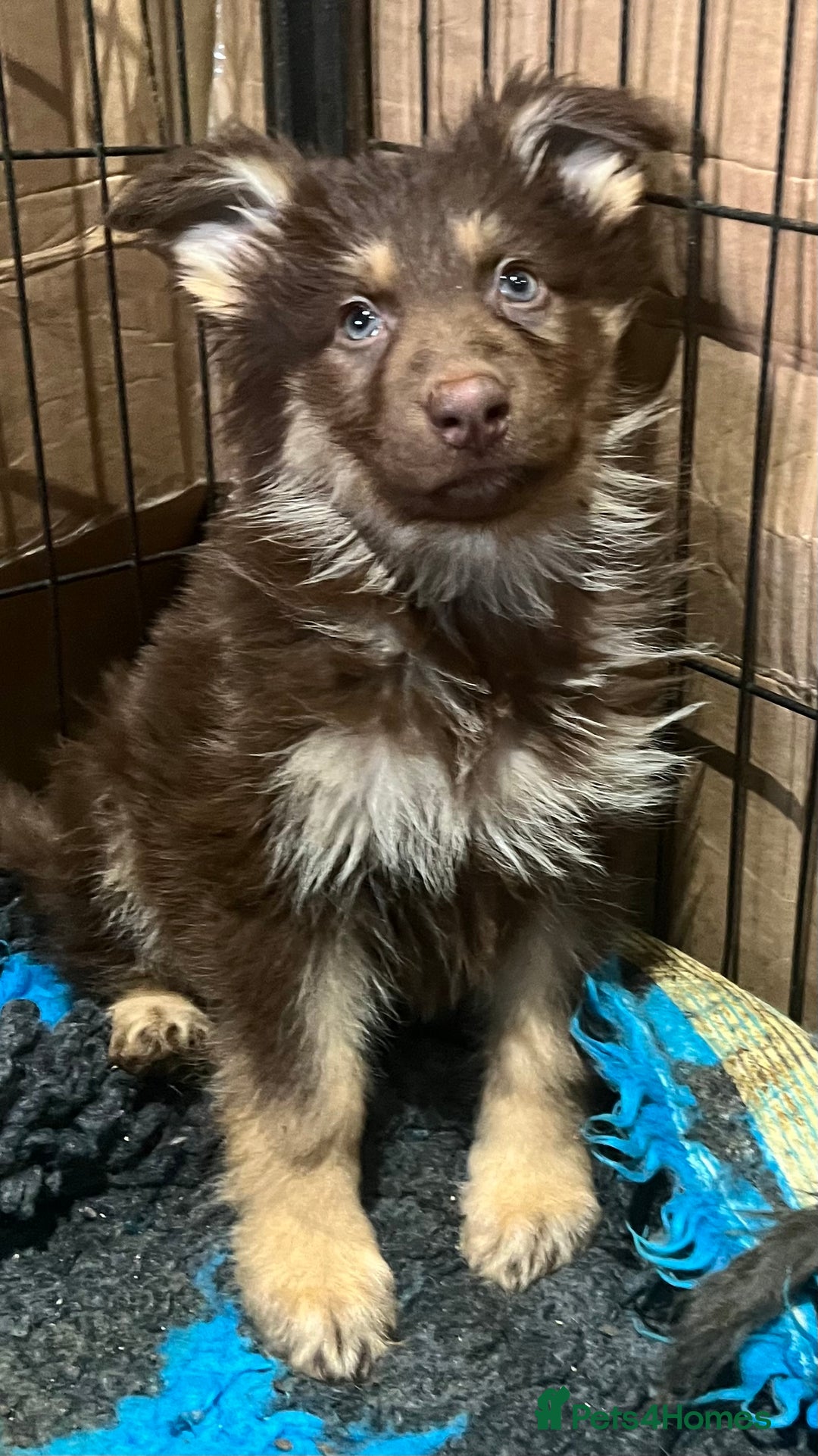 German Shepherd dogs for sale: German Shepherd Puppies Liver Isabella Blue Black  - Advert 20