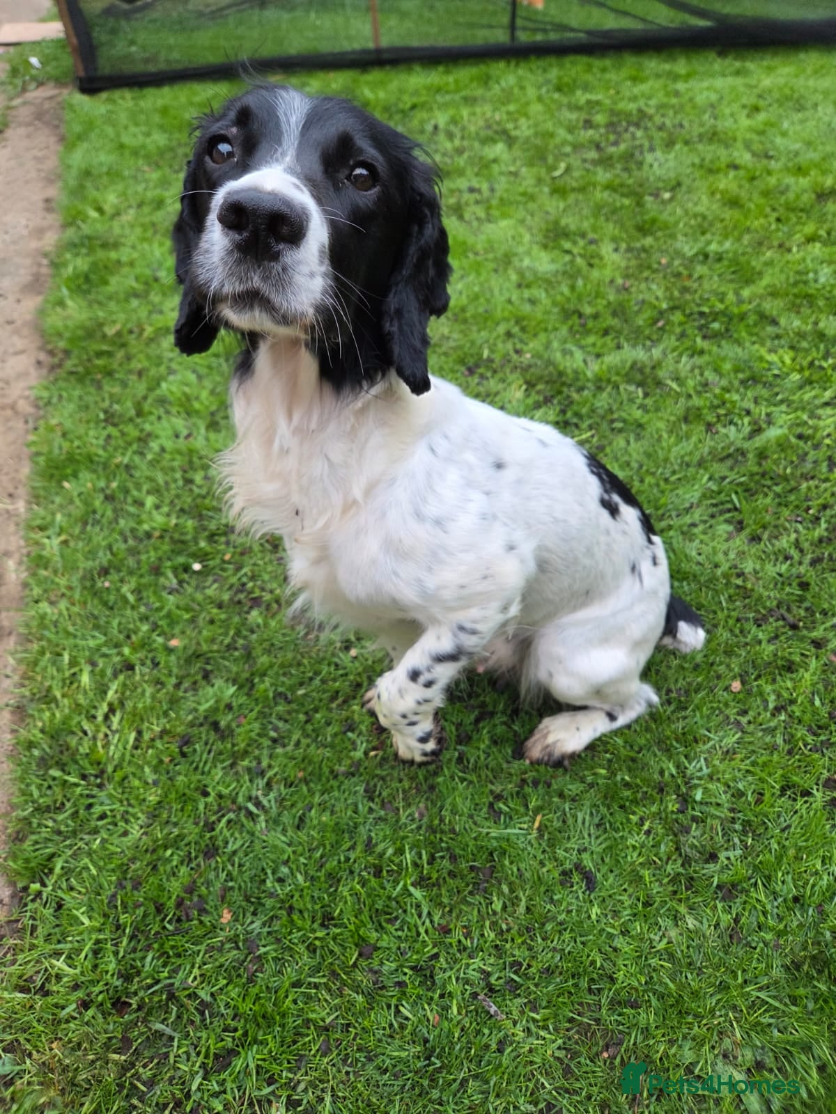 English Springer Spaniel dogs English springiel spaniel pupies.  - Advert 5