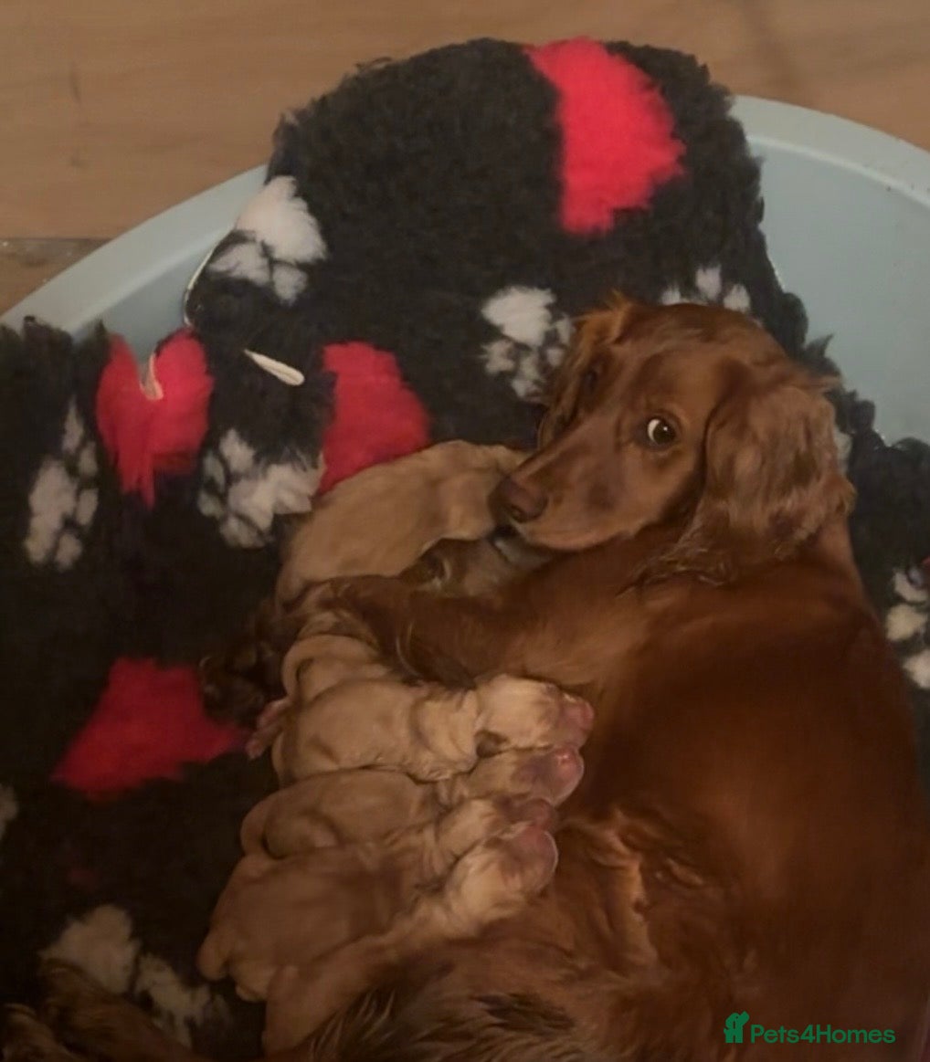 Cockerdor dogs 6 BEAUTIFUL COCKERDORS  - Advert 1