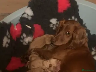 Cockerdor dogs 6 BEAUTIFUL COCKERDORS - Advert 1