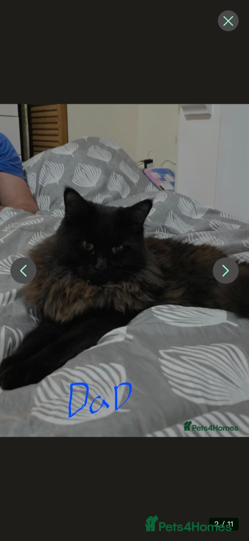 Mixed Breed cats Dad full maine coons and mum mixed ragdoll - Advert 2