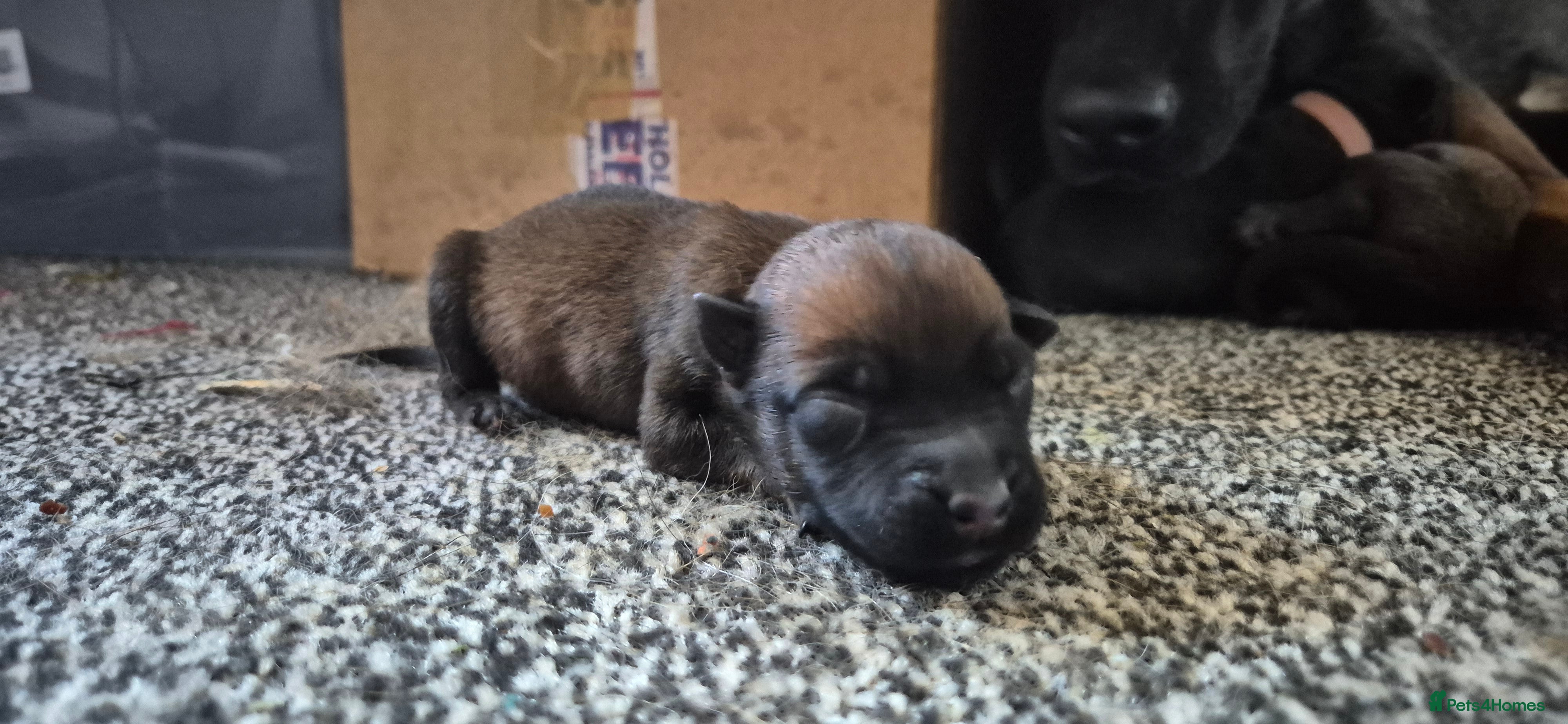 Belgian Shepherd Dog dogs Belgian Malinois puppies - Advert 1