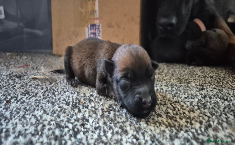 Belgian Shepherd Dog dogs - Advert 2