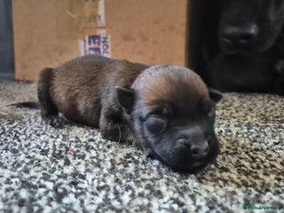 Belgian Shepherd Dog dogs for sale - Advert 1