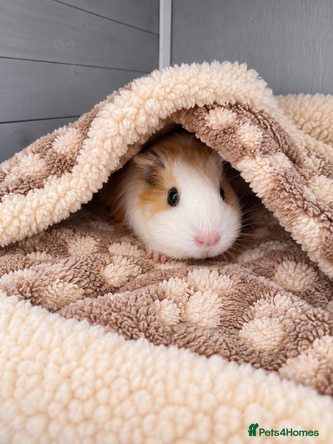 Guinea Pig rodents 🐹🤎 Beautiful Teddy Guinea Pigs 1 girl 2 boys. - Advert 1