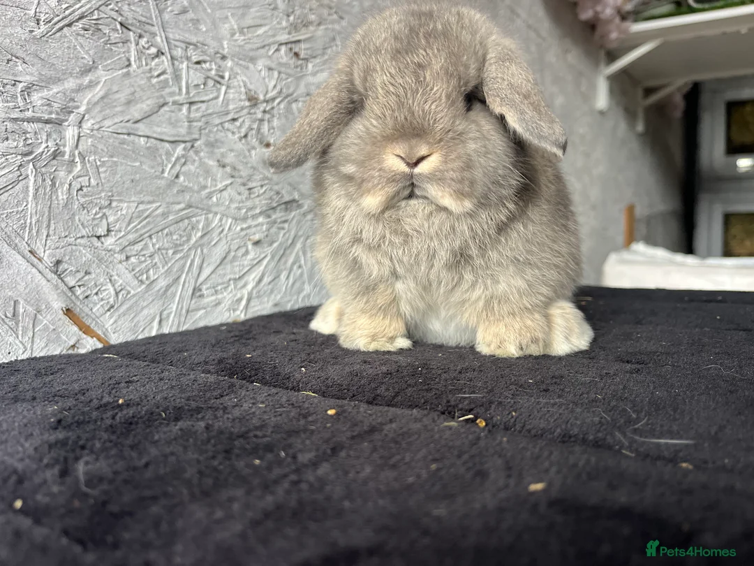 Mini Lop rabbits for sale: Pure mini lop  - Advert 2