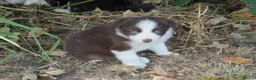 Border Collie dogs for sale: Border Collie Puppies for Sale - Advert 6