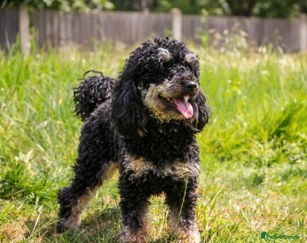 Miniature Poodle dogs for stud: Black phantom minature poodle (stud)  - Advert 2