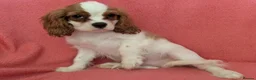 Cavalier King Charles Spaniel dogs for sale: Gorgeous Cavalier King Charles Spaniel puppies - Advert 11